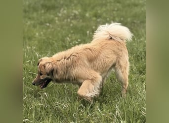 Loki ein sehr hübscher Rüde