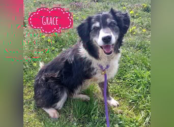 Die allerliebste Grace sucht ein Zuhause