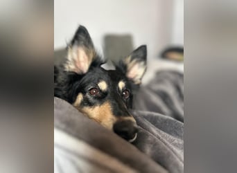 Liebevolle JOJO sucht liebevolle Familie