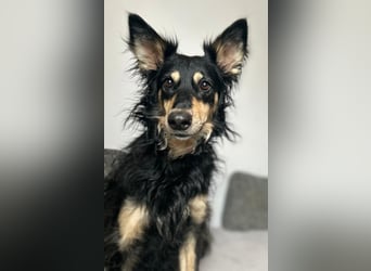 Liebevolle JOJO sucht liebevolle Familie