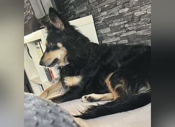 Liebevolle Jojo sucht liebevolle Familie