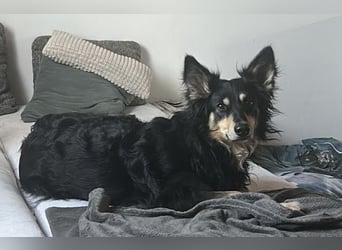 Liebevolle Jojo sucht liebevolle Familie