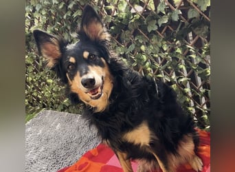 Liebevolle Jojo sucht liebevolle Familie