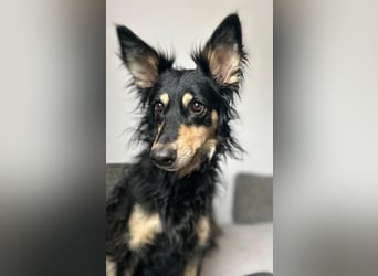 Liebevolle JOJO sucht liebevolle Familie