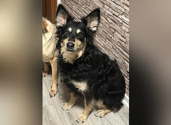 Liebevolle Jojo sucht liebevolle Familie