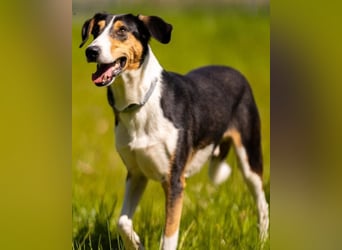 Bobi ❤️ wartet in 99718 Greussen auf dich