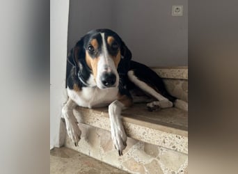 Bobi ❤️ wartet in 99718 Greussen auf dich