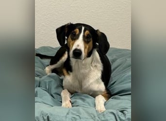 Bobi ❤️ wartet in 99718 Greussen Bobi ❤️ wartet in 99718 Greussen