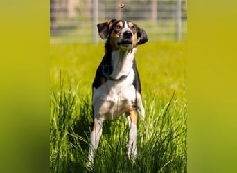 Bobi ❤️ wartet in 99718 Greussen