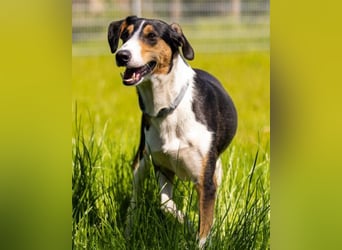 Bobi ❤️ wartet in 99718 Greussen Bobi ❤️ wartet in 99718 Greussen