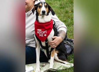 Bobi ❤️ wartet in 99718 Greussen