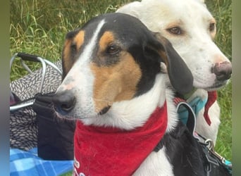 Bobi ❤️ wartet in 99718 Greussen