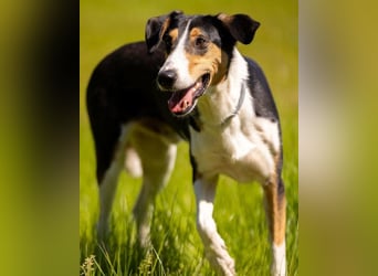 Bobi ❤️ wartet in 99718 Greussen auf dich