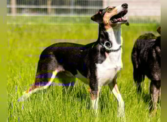 Bobi ❤️ wartet in 99718 Greussen Bobi ❤️ wartet in 99718 Greussen