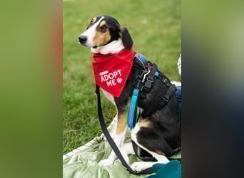 Bobi ❤️ wartet in 99718 Greussen Bobi ❤️ wartet in 99718 Greussen