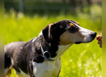 Bobi ❤️ wartet in 99718 Greussen auf dich