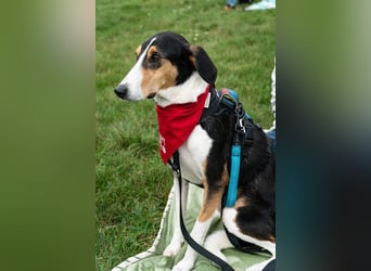 Bobi ❤️ wartet in 99718 Greussen