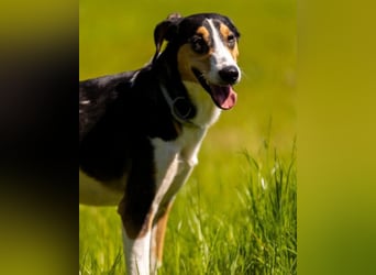 Bobi ❤️ wartet in 99718 Greussen auf dich