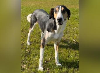 Bobi ❤️ wartet in 99718 Greussen auf dich