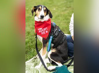 Bobi ❤️ wartet in 99718 Greussen