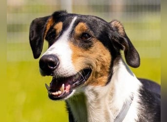 Bobi ❤️ wartet in 99718 Greussen