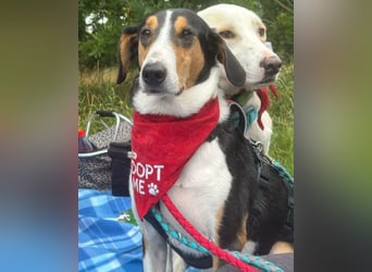 Bobi ❤️ wartet in 99718 Greussen