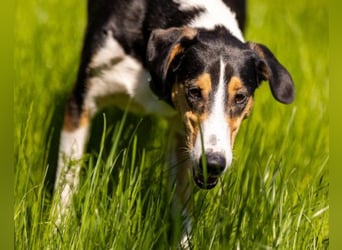 Bobi ❤️ wartet in 99718 Greussen