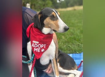 Bobi ❤️ wartet in 99718 Greussen auf dich