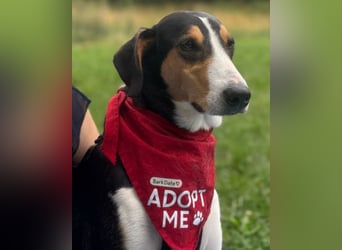 Bobi ❤️ wartet in 99718 Greussen auf dich