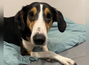 Bobi ❤️ wartet in 99718 Greussen auf dich