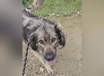 Douglas ein gutmütiger menschenliebender