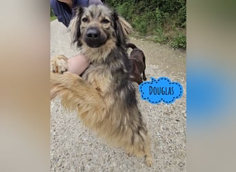 Douglas ein gutmütiger menschenliebender
