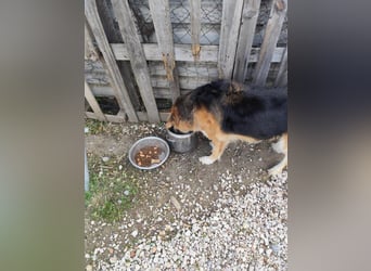 Freundlicher Collie Mix LEYLA sucht eine Familie!