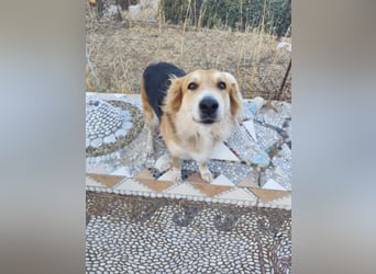 Freundlicher Collie Mix LEYLA sucht eine Familie!