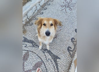 Freundlicher Collie Mix LEYLA sucht eine Familie!