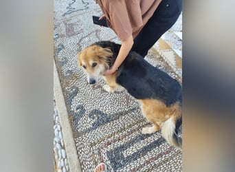 Freundlicher Collie Mix LEYLA sucht eine Familie!
