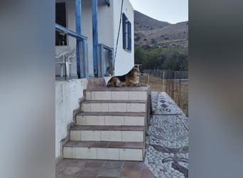 Freundlicher Collie Mix LEYLA sucht eine Familie!