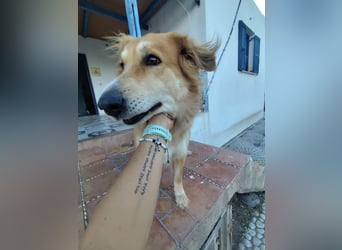 Freundlicher Collie Mix LEYLA sucht eine Familie!