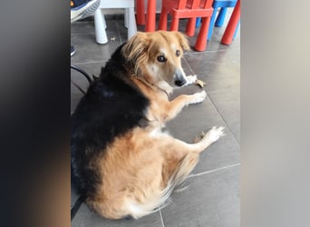 Freundlicher Collie Mix LEYLA sucht eine Familie!