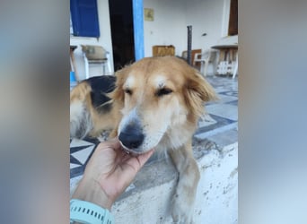 Freundlicher Collie Mix LEYLA sucht eine Familie!