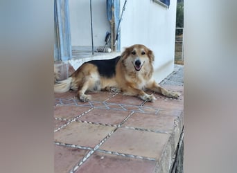 Freundlicher Collie Mix LEYLA sucht eine Familie!