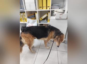 Freundlicher Collie Mix LEYLA sucht eine Familie!