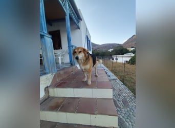 Freundlicher Collie Mix LEYLA sucht eine Familie!