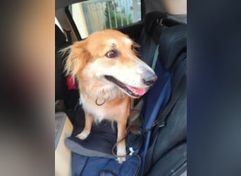 Freundlicher Collie Mix LEYLA sucht eine Familie!
