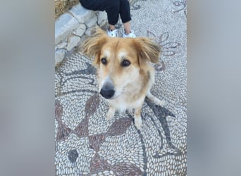 Freundlicher Collie Mix LEYLA sucht eine Familie!