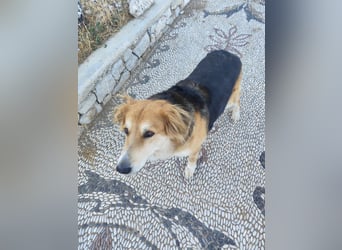 Freundlicher Collie Mix LEYLA sucht eine Familie!