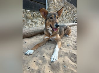 Charmante Mara wartet auf unserem Tierschutzhof in Portugal auf dich!