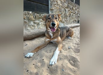 Charmante Mara wartet auf unserem Tierschutzhof in Portugal auf dich!