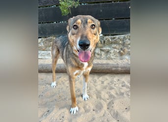 Charmante Mara wartet auf unserem Tierschutzhof in Portugal auf dich!