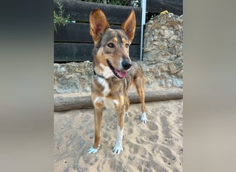 Charmante Mara wartet auf unserem Tierschutzhof in Portugal auf dich!